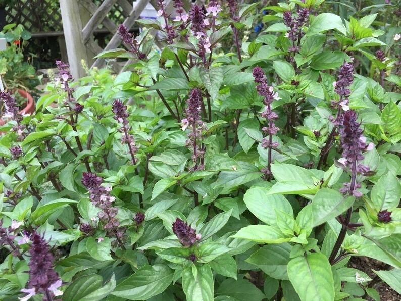 Organic Thai Basil Siam Queen Live Plant – Culinary Herb – 6-12” Tall – 2.5x3.5” Pot - Image 2