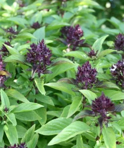 Organic Thai Basil Siam Queen Live Plant – Culinary Herb – 6-12” Tall – 2.5x3.5” Pot - Image 3