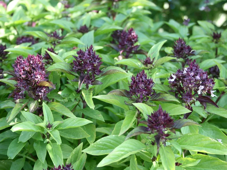 Organic Thai Basil Siam Queen Live Plant – Culinary Herb – 6-12” Tall – 2.5x3.5” Pot - Image 3