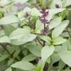 Organic Thai Basil Siam Queen Live Plant – Culinary Herb – 6-12” Tall – 2.5x3.5” Pot - Image 1