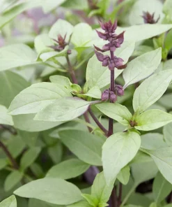 Organic Thai Basil Siam Queen Live Plant – Culinary Herb – 6-12” Tall – 2.5x3.5” Pot - Image 1