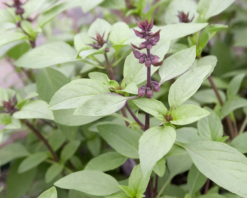 Organic Thai Basil Siam Queen Live Plant – Culinary Herb – 6-12” Tall – 2.5x3.5” Pot - Image 1
