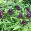 Organic Thai Basil Siam Queen Live Starter Plant Ships in Pot, Culinary Herb Plant - Image 1