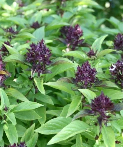Organic Thai Basil Siam Queen Live Starter Plant Ships in Pot, Culinary Herb Plant - Image 1