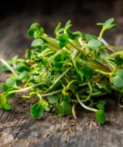 Organic Wasabi Spicy Mustard Microgreen Seeds - 10 grams - Hot Flavor Greens - Image 2