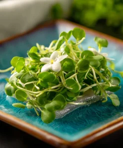 Organic Wasabi Spicy Mustard Microgreen Seeds - 10 grams - Hot Flavor Greens - Image 3