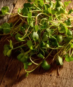 Organic Wasabi Spicy Mustard Microgreen Seeds - 10 grams - Hot Flavor Greens - Image 4