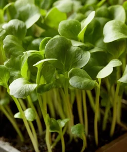 Organic Wasabi Spicy Mustard Microgreen Seeds - 10 grams - Hot Flavor Greens - Image 5