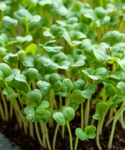 Organic Wasabi Spicy Mustard Microgreen Seeds - 10 grams - Hot Flavor Greens - Image 1