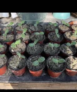 Organic Watermelon Live Plant in Pot, Healthy Starter Plant for Vegetable Garden - Image 2