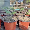 Organic Watermelon Live Plant in Pot, Healthy Starter Plant for Vegetable Garden - Image 1