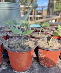 Organic Watermelon Live Plant in Pot, Healthy Starter Plant for Vegetable Garden - Image 1