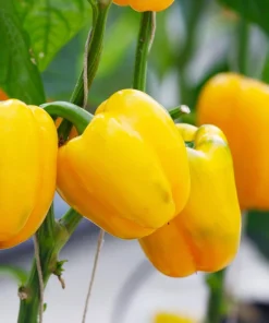 Organic Yellow Mini Bell Pepper Seeds - 20 Seeds, Sweet & Mild - Image 4