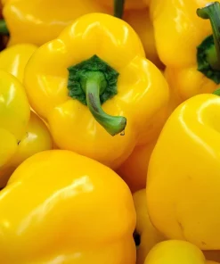 Organic Yellow Mini Bell Pepper Seeds - 20 Seeds, Sweet & Mild - Image 5