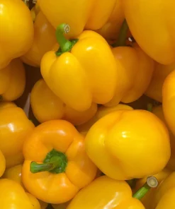 Organic Yellow Mini Bell Pepper Seeds - 20 Seeds, Sweet & Mild - Image 6