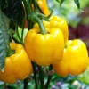 Organic Yellow Mini Bell Pepper Seeds - 20 Seeds, Sweet & Mild - Image 1