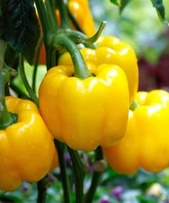 Organic Yellow Mini Bell Pepper Seeds - 20 Seeds, Sweet & Mild - Image 1
