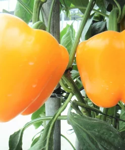 Organic Yellow Mini Bell Pepper Seeds - 20 Seeds, Sweet & Mild - Image 7