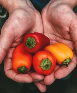 Organic Yellow Mini Bell Pepper Seeds - 20 Seeds, Sweet & Mild - Image 9