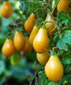 Organic Yellow Pear Cherry Tomato Seeds - Heirloom Variety, 30 Seeds - Image 2