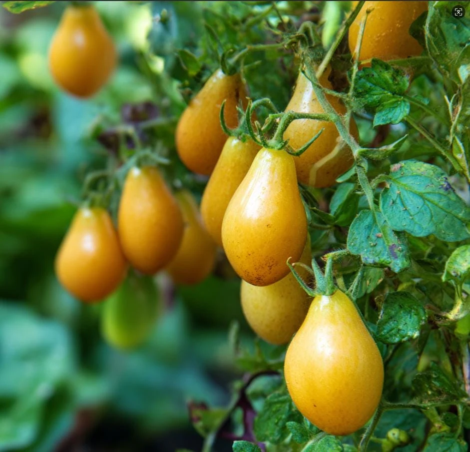 Organic Yellow Pear Cherry Tomato Seeds - Heirloom Variety, 30 Seeds - Image 2