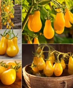 Organic Yellow Pear Cherry Tomato Seeds - Heirloom Variety, 30 Seeds - Image 3