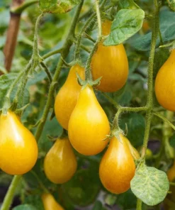 Organic Yellow Pear Cherry Tomato Seeds - Heirloom Variety, 30 Seeds - Image 4