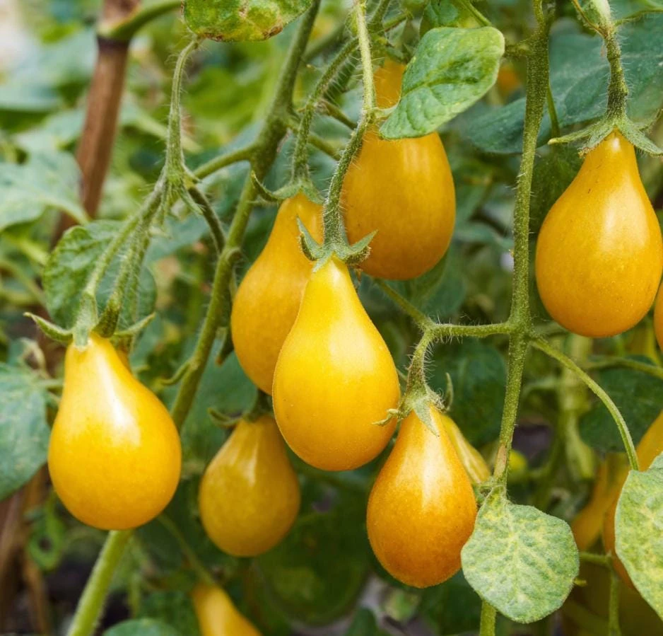 Organic Yellow Pear Cherry Tomato Seeds - Heirloom Variety, 30 Seeds - Image 4