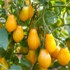 Organic Yellow Pear Cherry Tomato Seeds - Heirloom Variety, 30 Seeds - Image 1