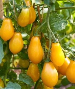 Organic Yellow Pear Cherry Tomato Seeds - Heirloom Variety, 30 Seeds - Image 1