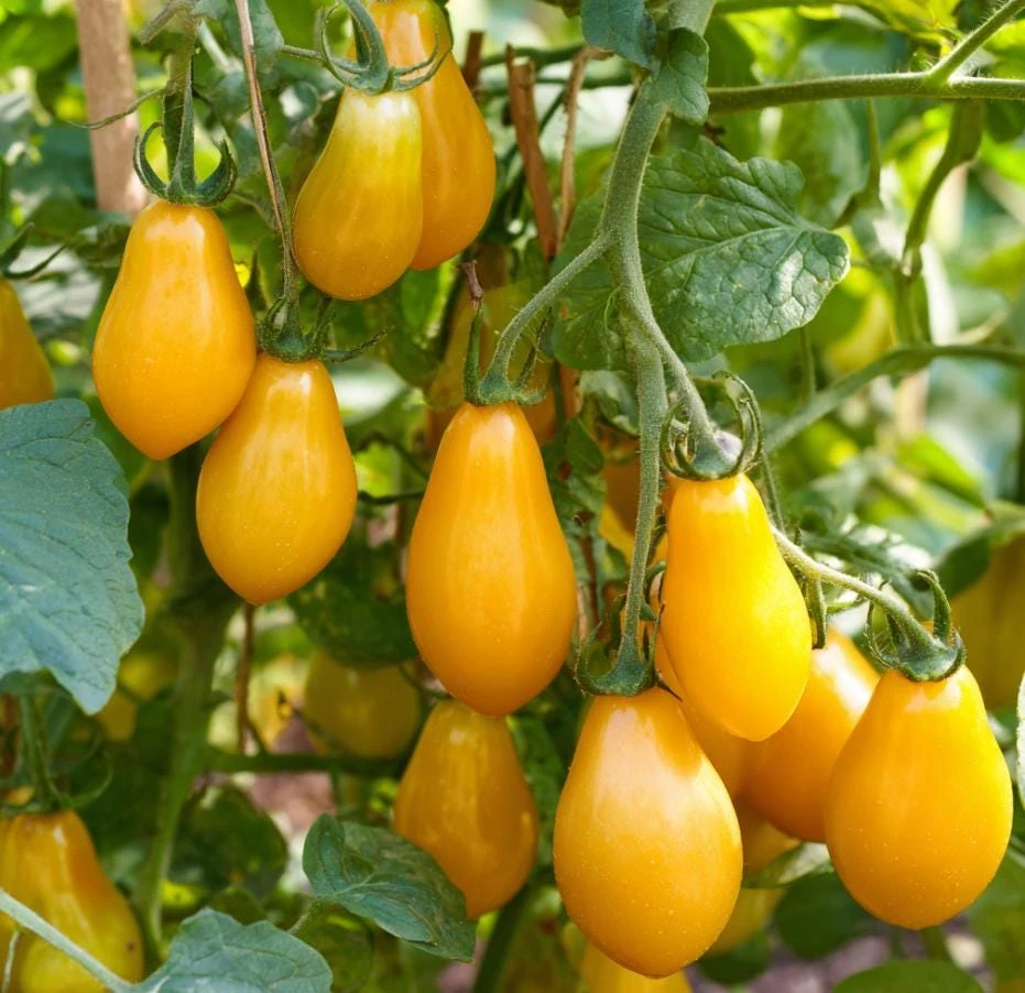 Organic Yellow Pear Cherry Tomato Seeds - Heirloom Variety, 30 Seeds - Image 1