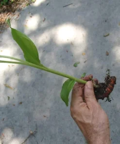 Organic Yellow Turmeric Live Plant - 2 Rhizomes, Curcumin Longa, 4-6 inch Tall, Indoor/Outdoor - Image 2