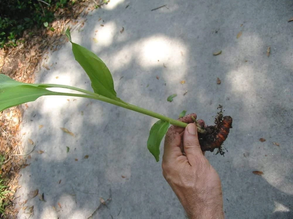 Organic Yellow Turmeric Live Plant - 2 Rhizomes, Curcumin Longa, 4-6 inch Tall, Indoor/Outdoor - Image 2