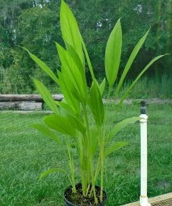 Organic Yellow Turmeric Live Plant - 2 Rhizomes, Curcumin Longa, 4-6 inch Tall, Indoor/Outdoor - Image 3