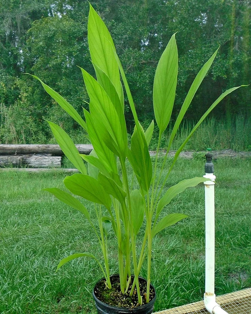 Organic Yellow Turmeric Live Plant - 2 Rhizomes, Curcumin Longa, 4-6 inch Tall, Indoor/Outdoor - Image 3