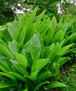 Organic Yellow Turmeric Live Plant - 2 Rhizomes, Curcumin Longa, 4-6 inch Tall, Indoor/Outdoor - Image 6