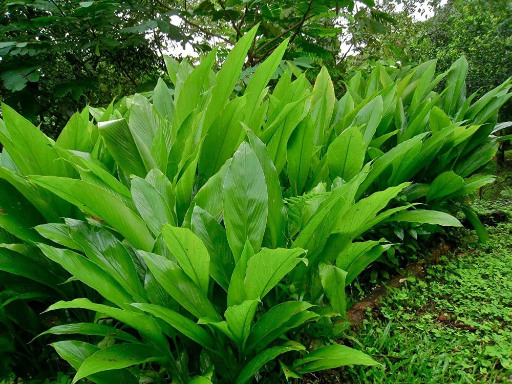 Organic Yellow Turmeric Live Plant - 2 Rhizomes, Curcumin Longa, 4-6 inch Tall, Indoor/Outdoor - Image 6