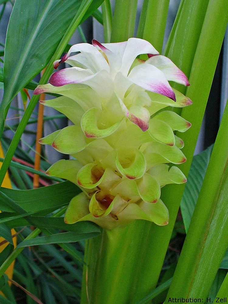 Organic Yellow Turmeric Live Plant - 2 Rhizomes, Curcumin Longa, 4-6 inch Tall, Indoor/Outdoor - Image 7