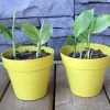 Organic Yellow Turmeric Live Plant - 2 Rhizomes, Curcumin Longa, 4-6 inch Tall, Indoor/Outdoor - Image 1