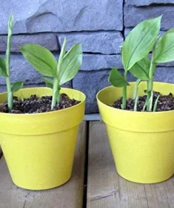Organic Yellow Turmeric Live Plant - 2 Rhizomes, Curcumin Longa, 4-6 inch Tall, Indoor/Outdoor - Image 1