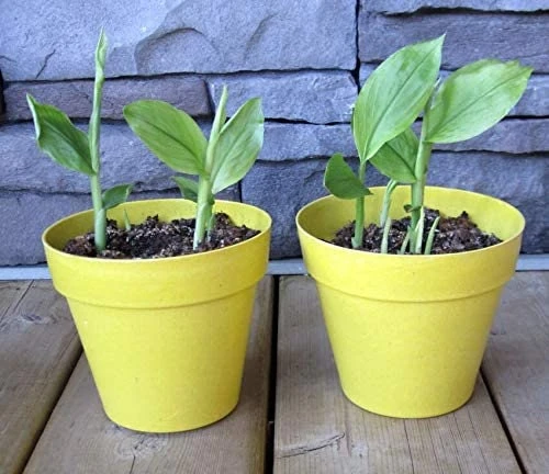 Organic Yellow Turmeric Live Plant - 2 Rhizomes, Curcumin Longa, 4-6 inch Tall, Indoor/Outdoor - Image 1