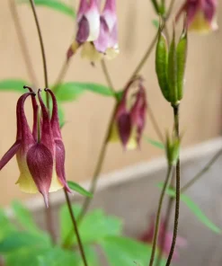 Oriental Columbine Seeds Plum & White - Aquilegia Oxysepala - 100 Seeds - Image 10