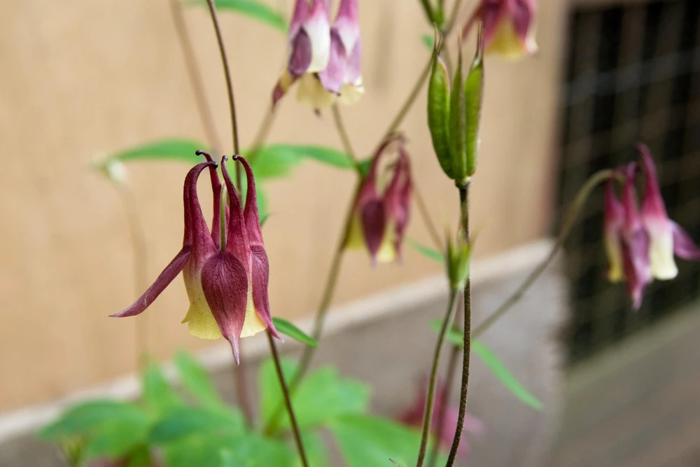 Oriental Columbine Seeds Plum & White - Aquilegia Oxysepala - 100 Seeds - Image 10