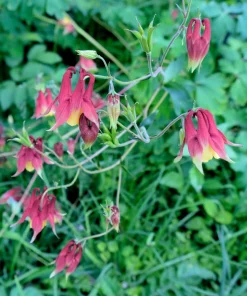 Oriental Columbine Seeds Plum & White - Aquilegia Oxysepala - 100 Seeds - Image 2