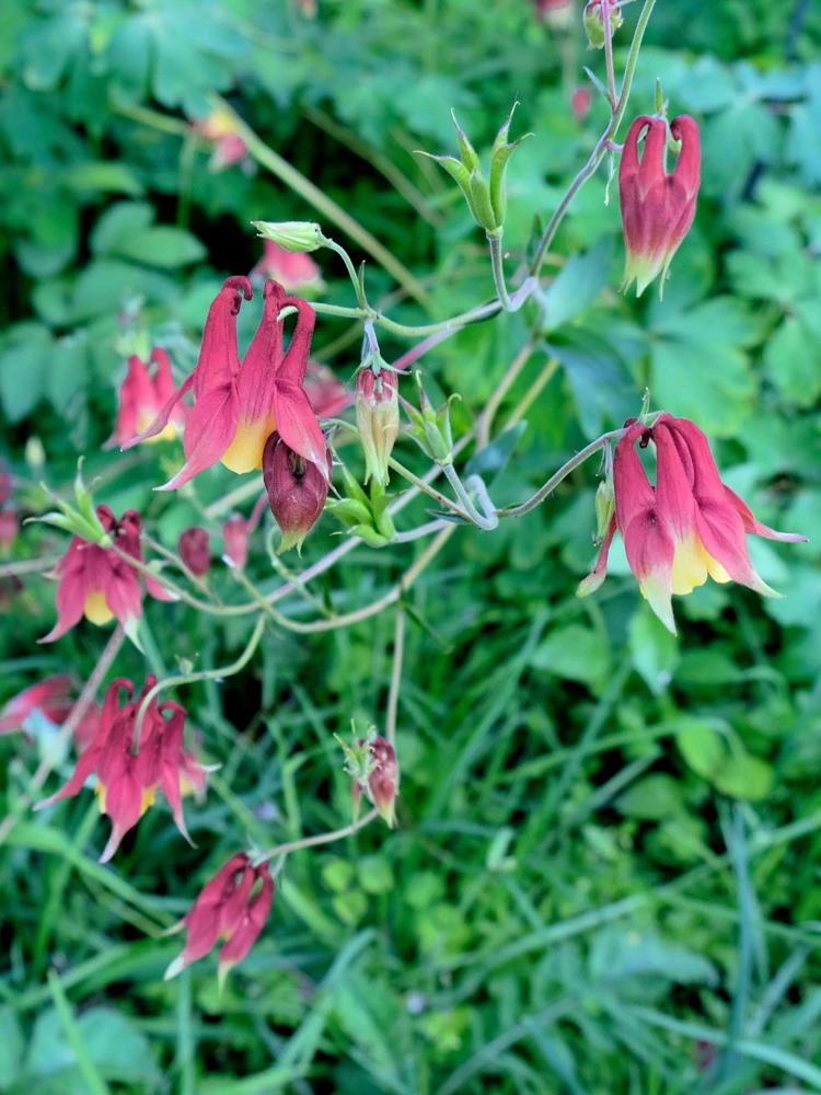 Oriental Columbine Seeds Plum & White - Aquilegia Oxysepala - 100 Seeds - Image 2