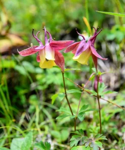 Oriental Columbine Seeds Plum & White - Aquilegia Oxysepala - 100 Seeds - Image 3