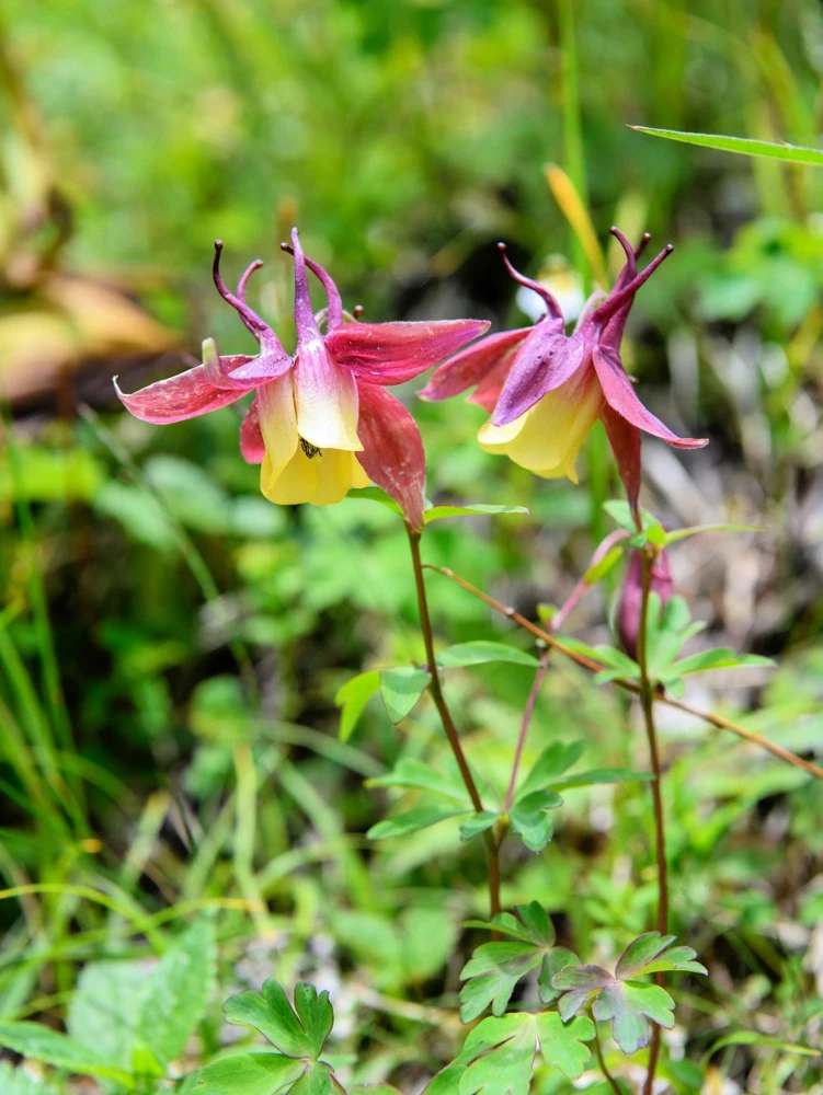 Oriental Columbine Seeds Plum & White - Aquilegia Oxysepala - 100 Seeds - Image 3