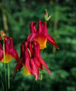 Oriental Columbine Seeds Plum & White - Aquilegia Oxysepala - 100 Seeds - Image 4