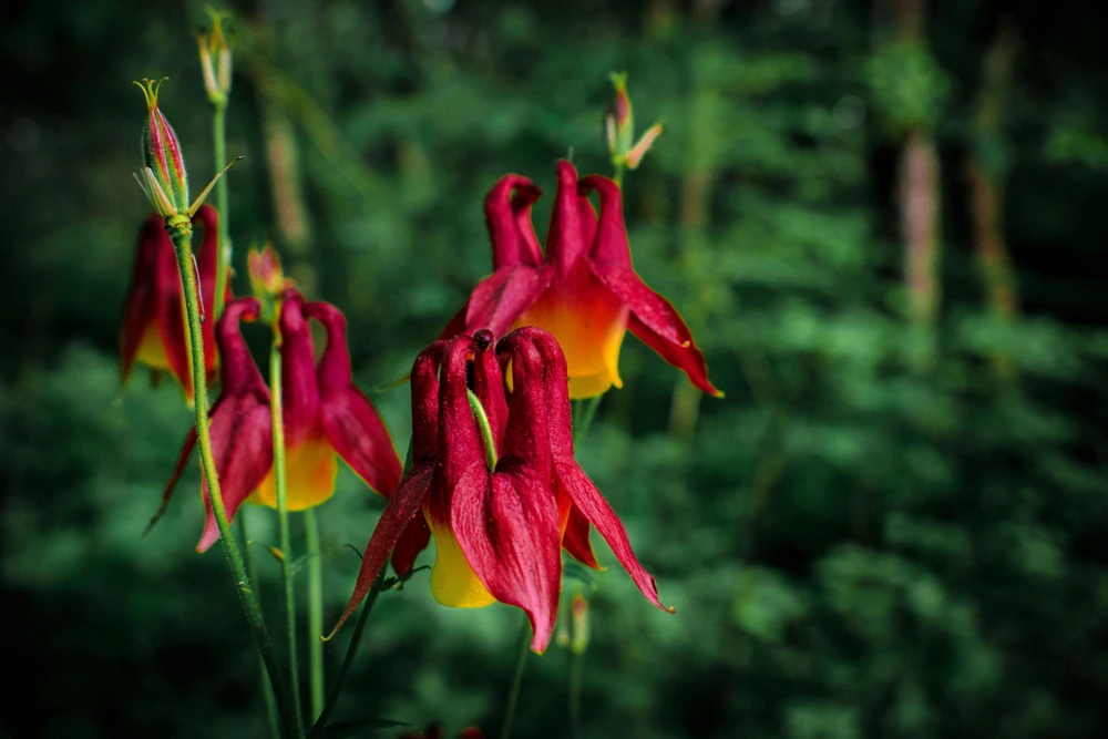 Oriental Columbine Seeds Plum & White - Aquilegia Oxysepala - 100 Seeds - Image 4
