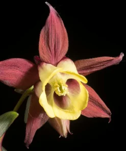 Oriental Columbine Seeds Plum & White - Aquilegia Oxysepala - 100 Seeds - Image 5